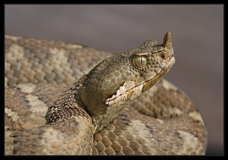 Angry look by Peter Mlakar