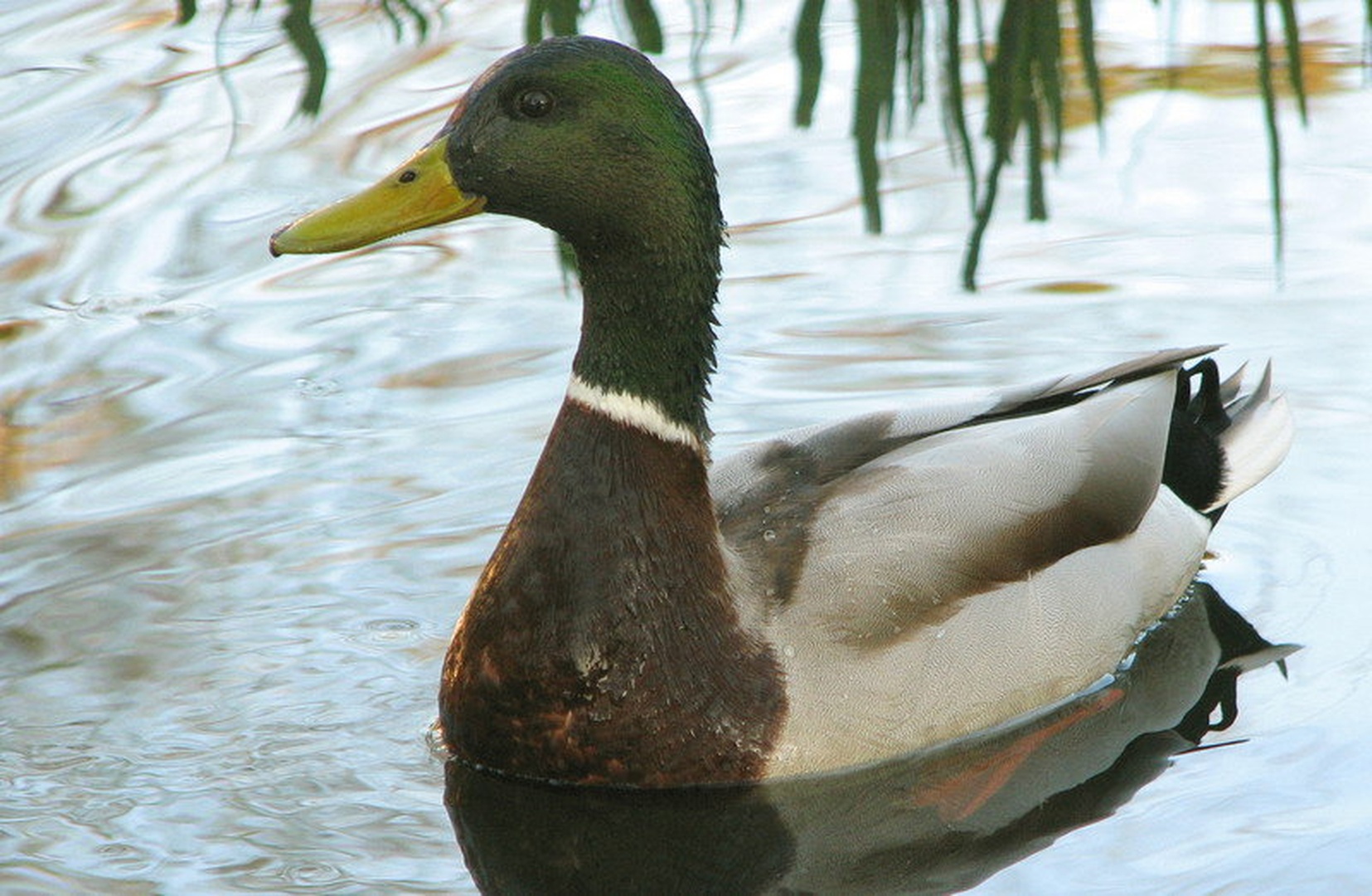 Quack quack by Mateja Potočnik