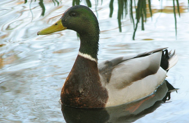 Quack quack by Mateja Potočnik