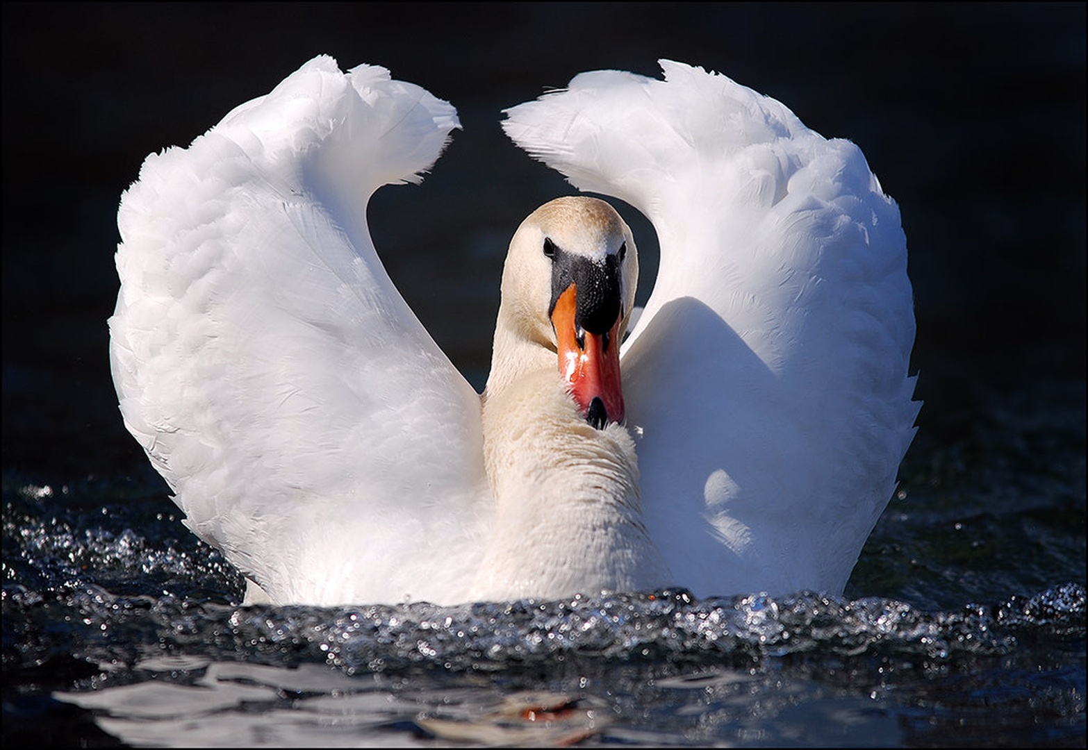 Love boat by blaž ocvirk