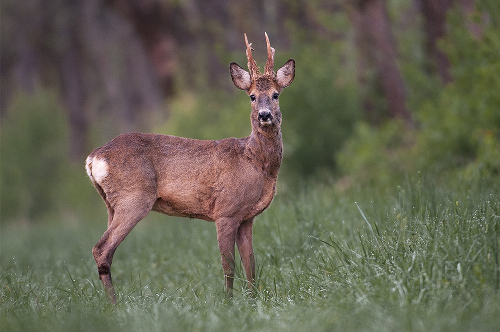Jutranja... by blaž ocvirk