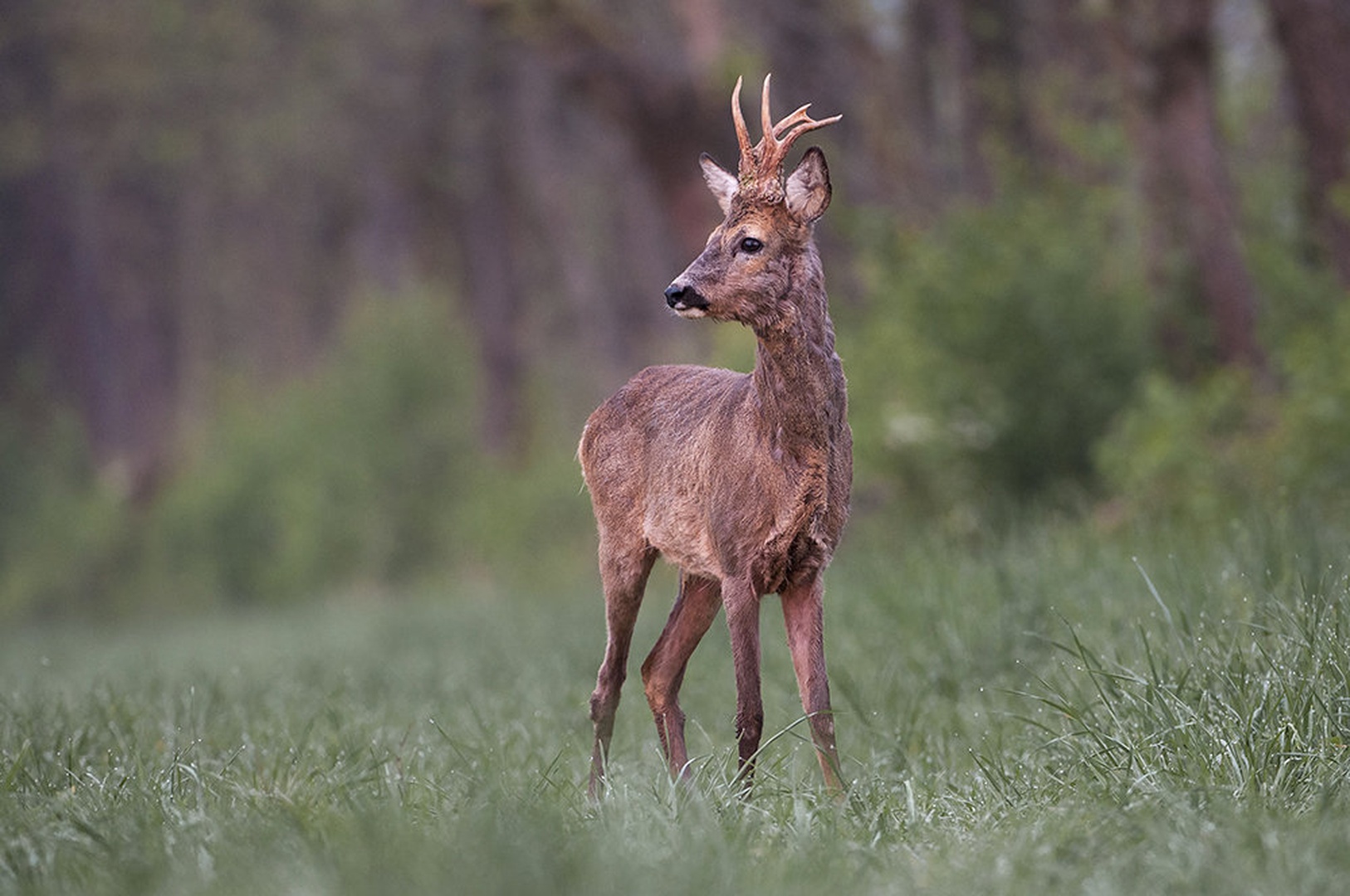 Profilka-Capreolus capreolus by blaž ocvirk