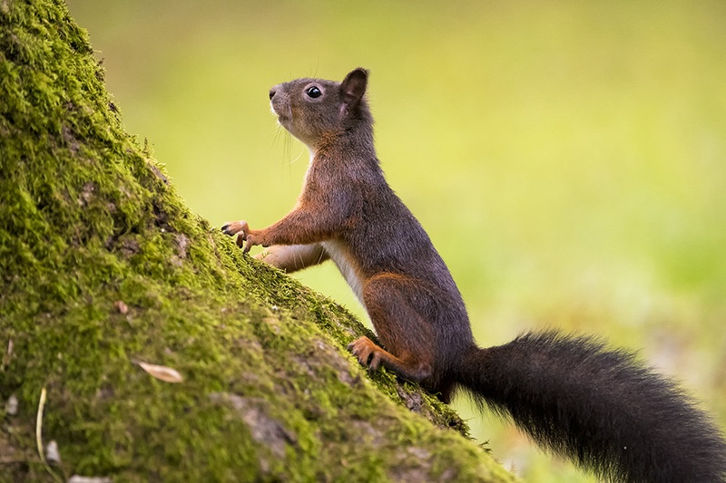 Squirrel by blaž ocvirk