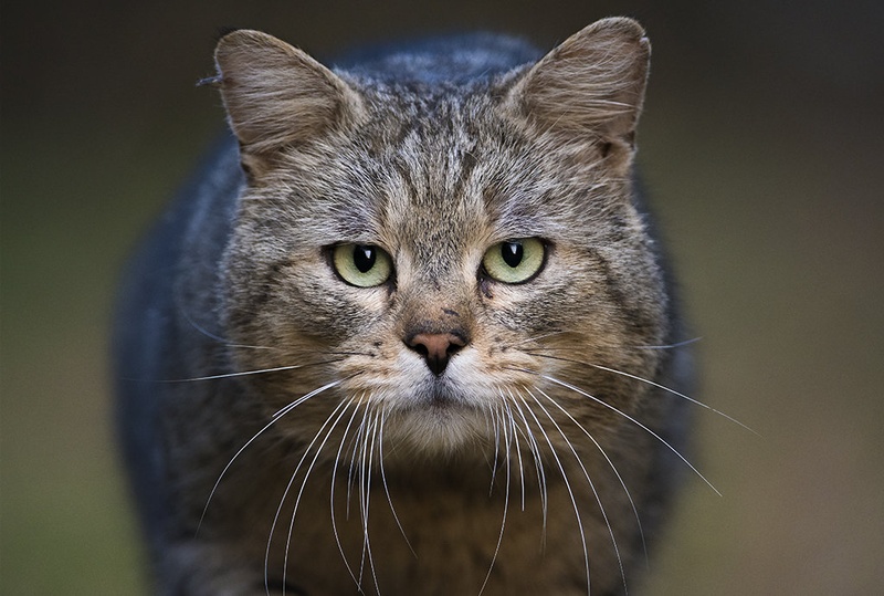 Angry cat by blaž ocvirk