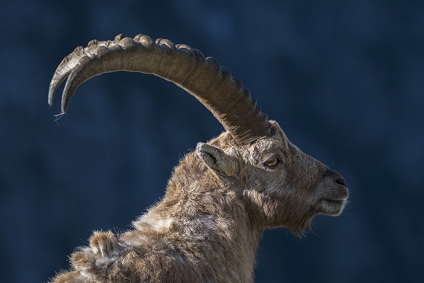 Profilka capra ibex by blaž ocvirk
