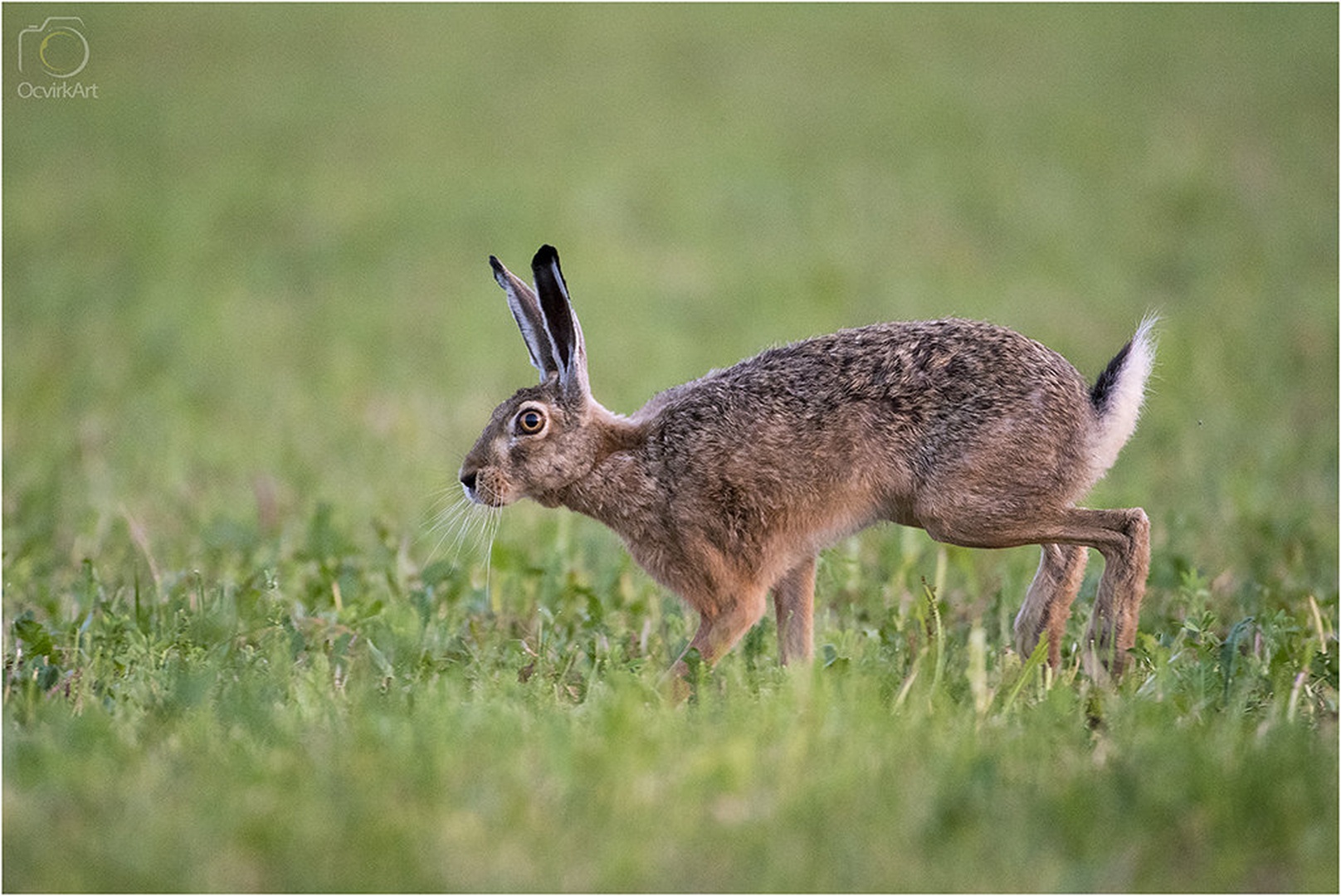 Hop, hop, hop... by blaž ocvirk