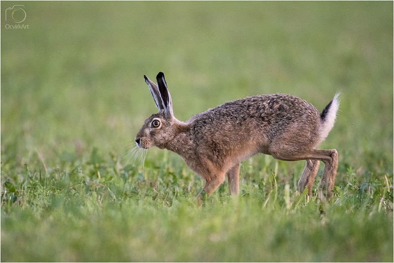 Hop, hop, hop... by blaž ocvirk