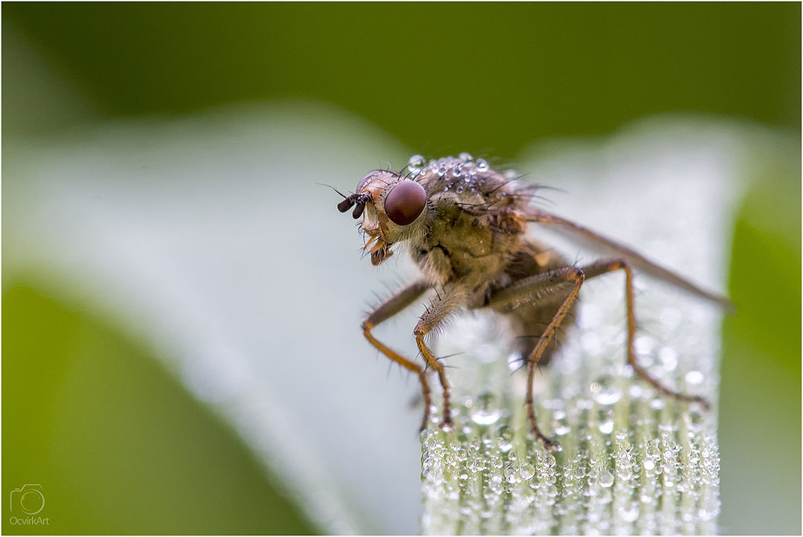Ready steady... by blaž ocvirk