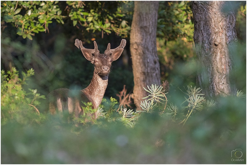 "wildlife" otoka Cres by blaž ocvirk