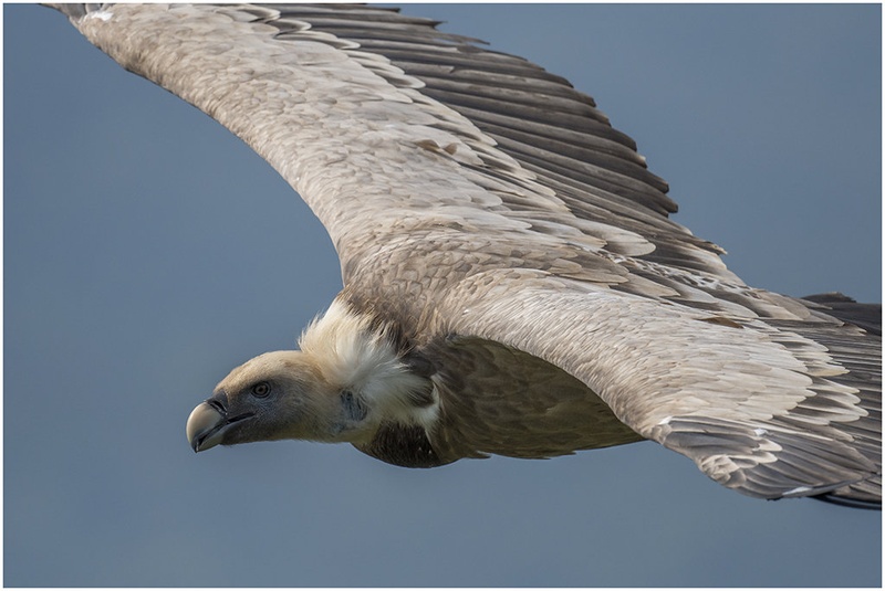 Mimolet... by blaž ocvirk