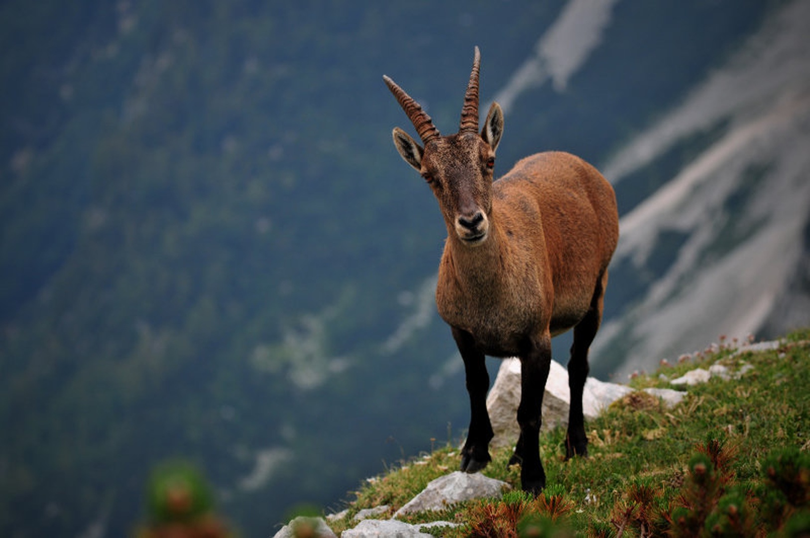 queen of the hill by blaž ocvirk
