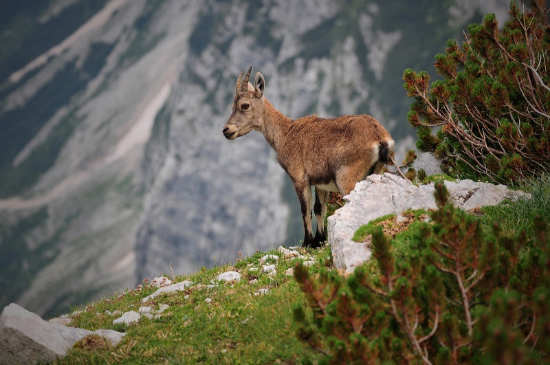 kid of the hill by blaž ocvirk