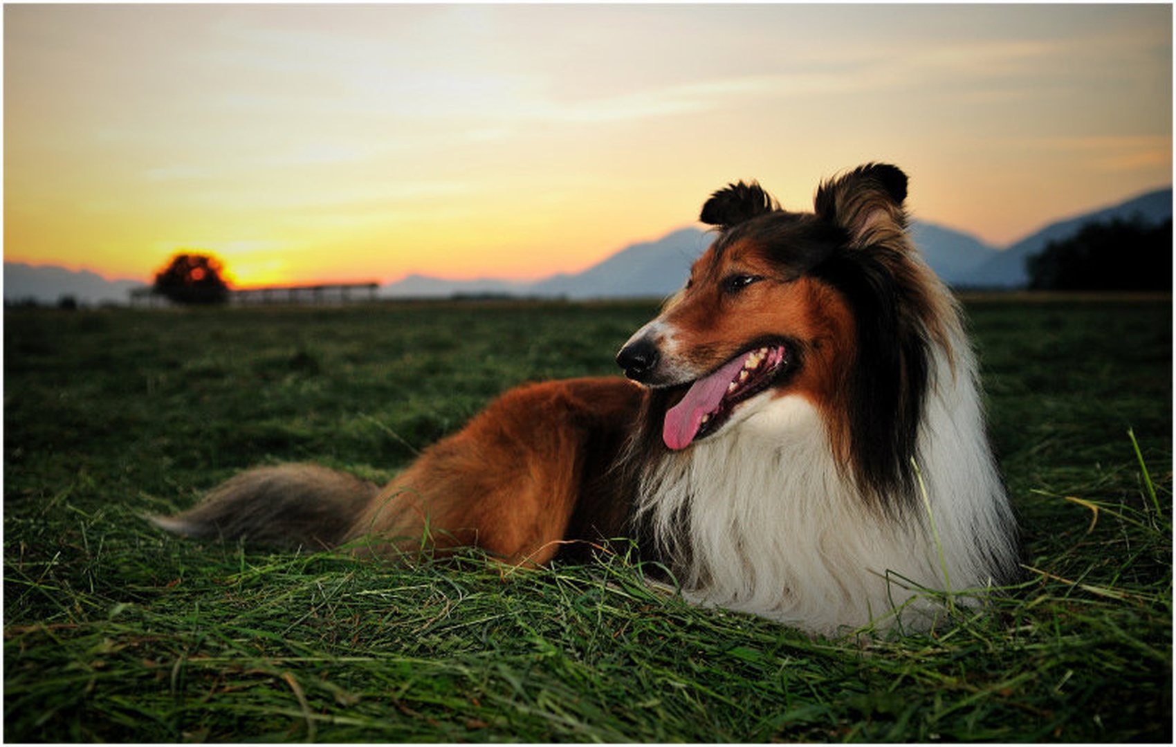 Lassie se vrača by blaž ocvirk