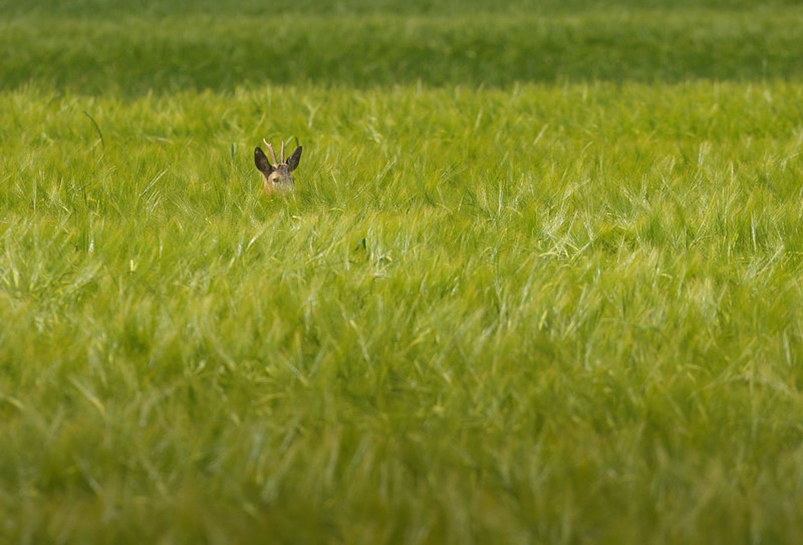 hidden by blaž ocvirk