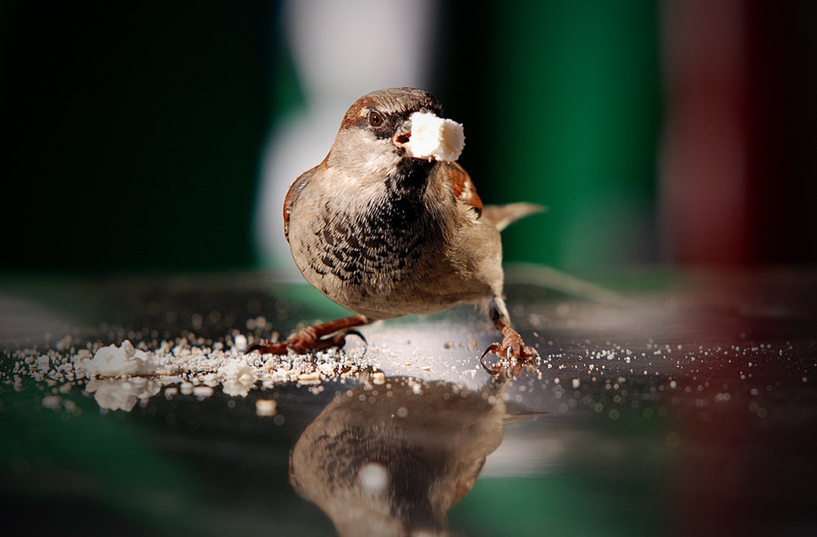 caught in the act by blaž ocvirk