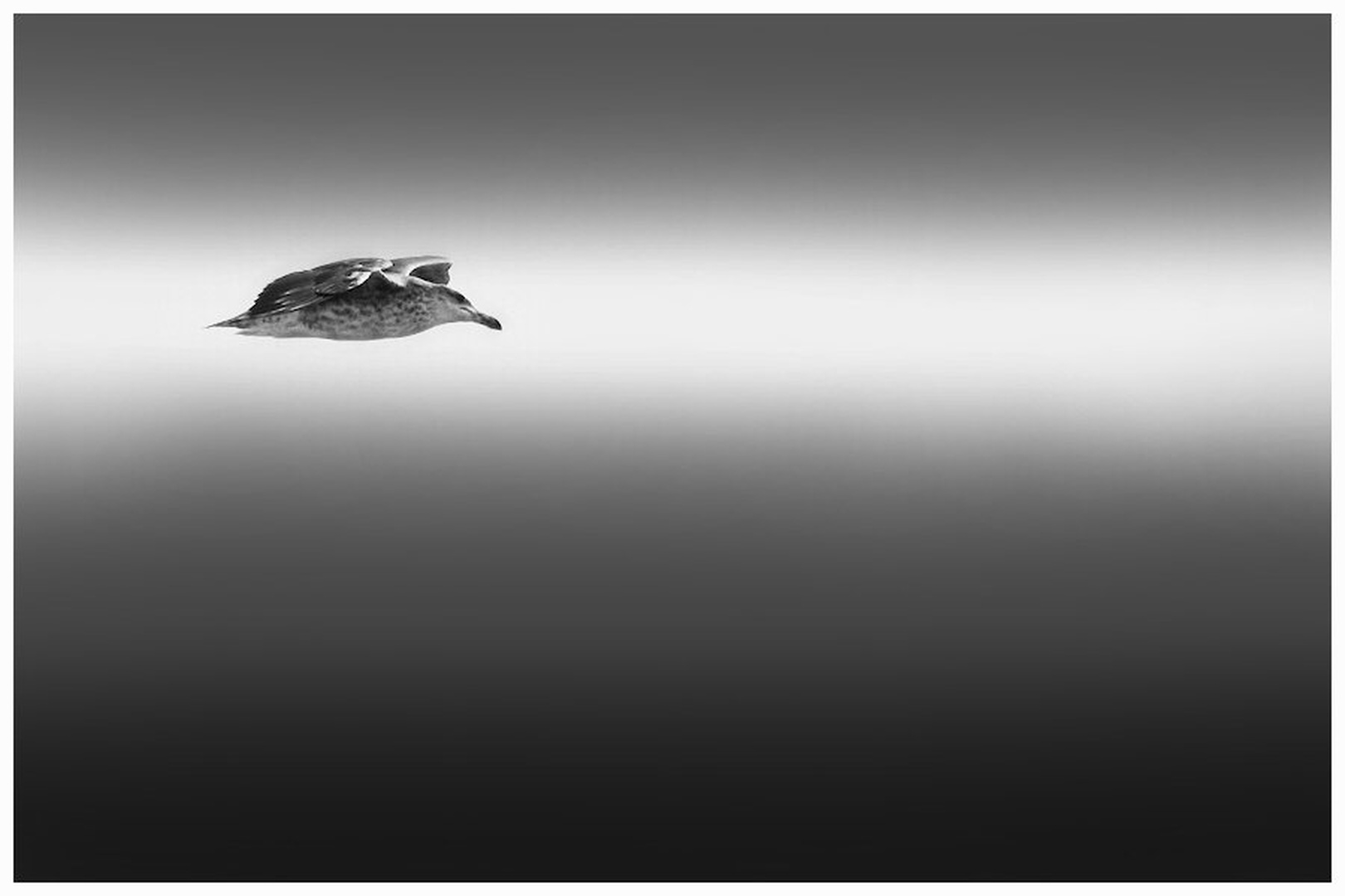 galeb by Martin K