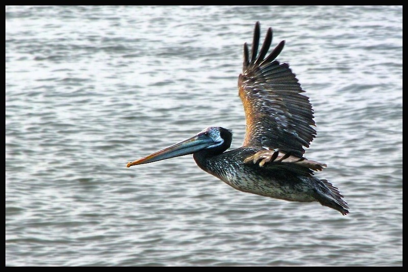 pelikan by Martin K