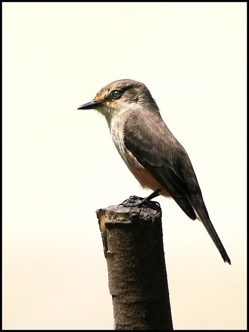 little bird by Martin K