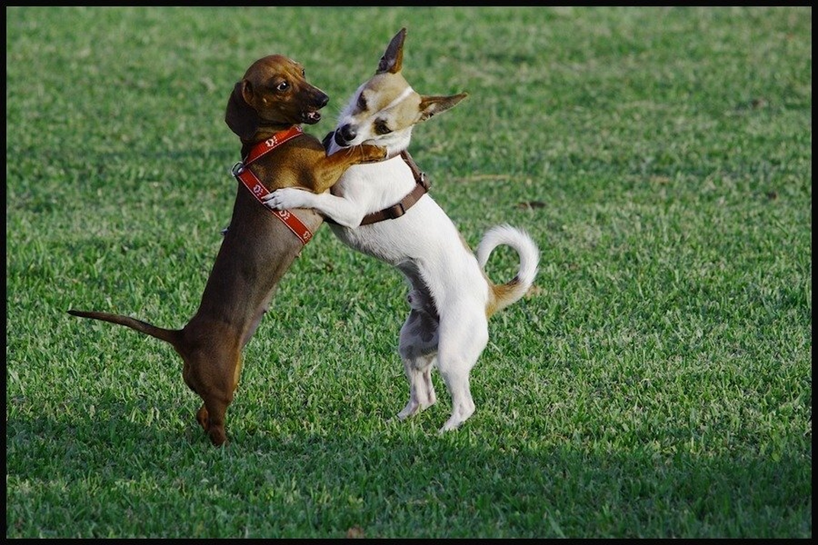 dancing dogs by Martin K