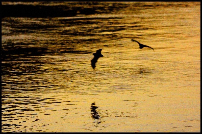 one night........ two bats by Martin K