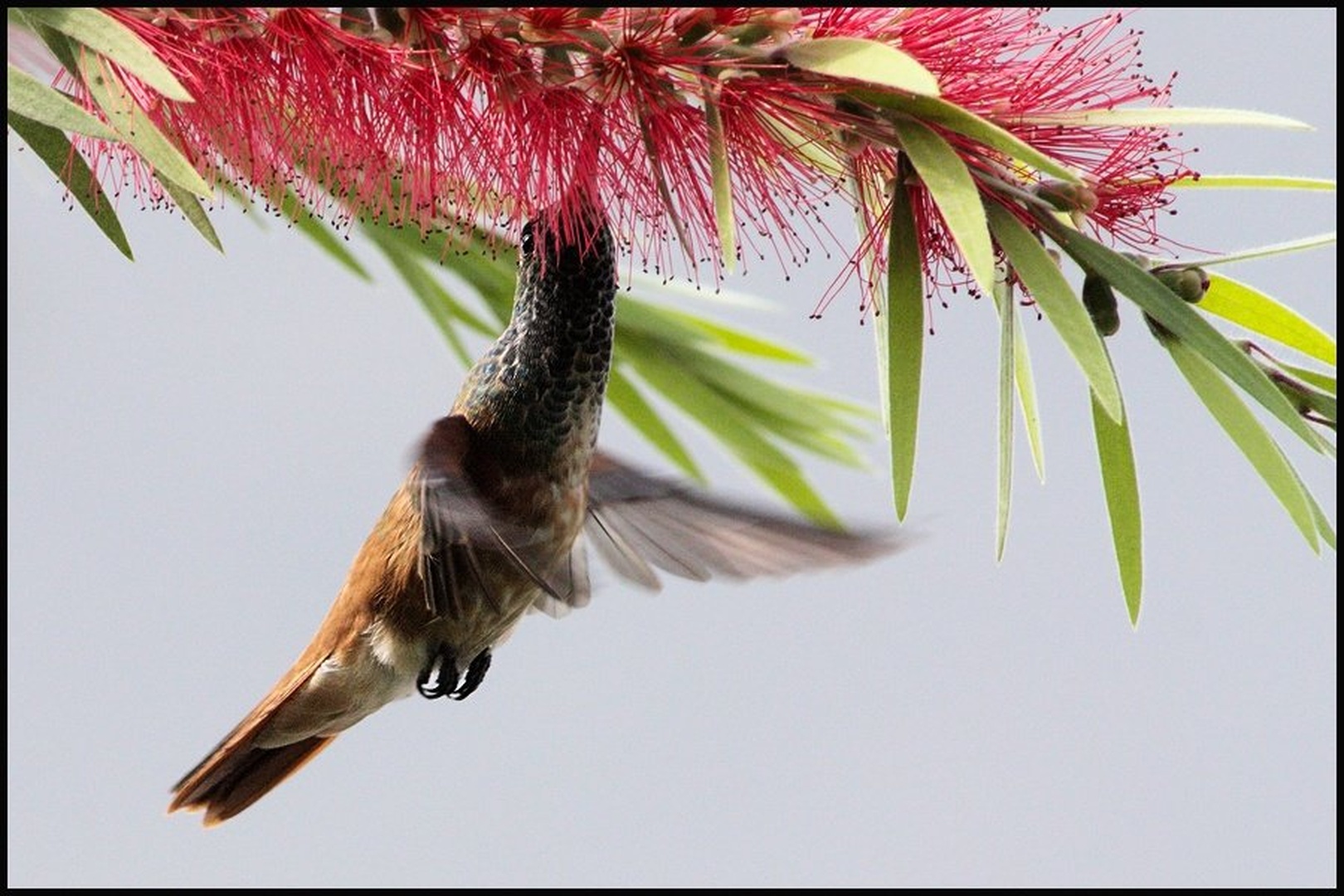 colibri by Martin K