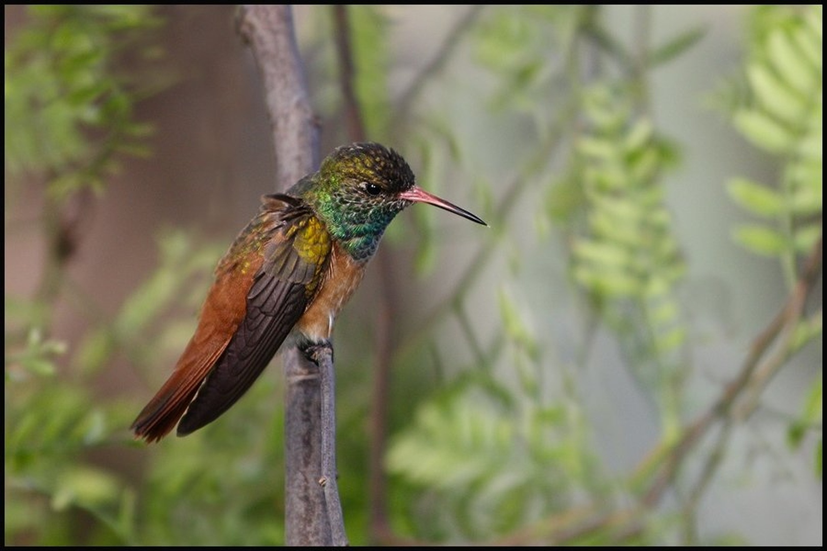 kolibri by Martin K