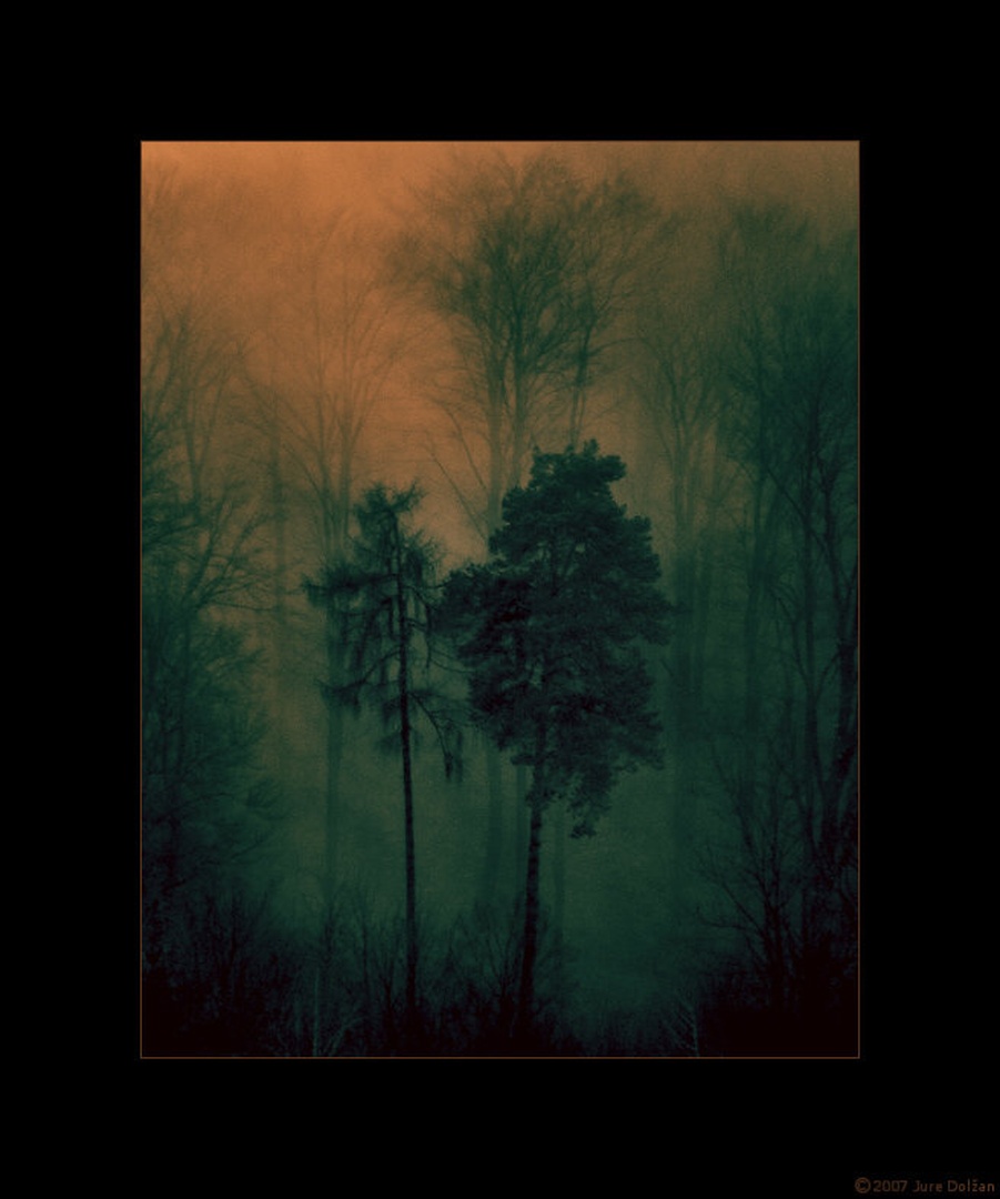 Softwoodsland by Jure Dolžan - Pancolart