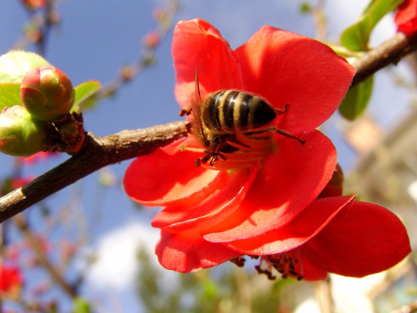 Bee by Rok Tomažič