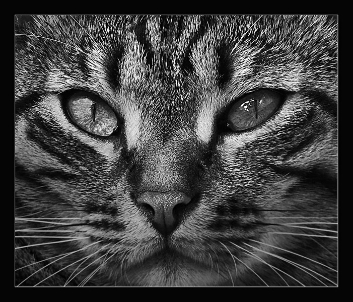 pogled by nata-G