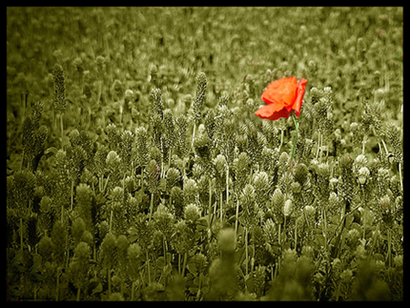 Detelja + . . . by