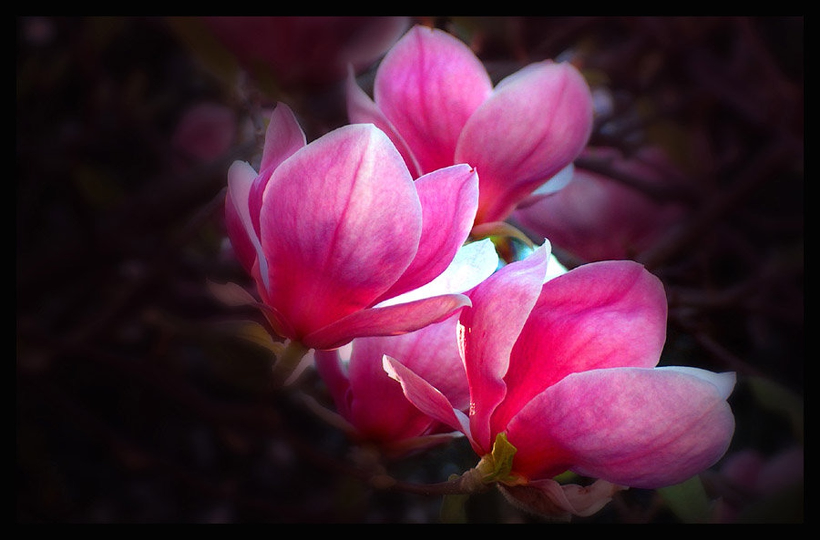 Magnolije by