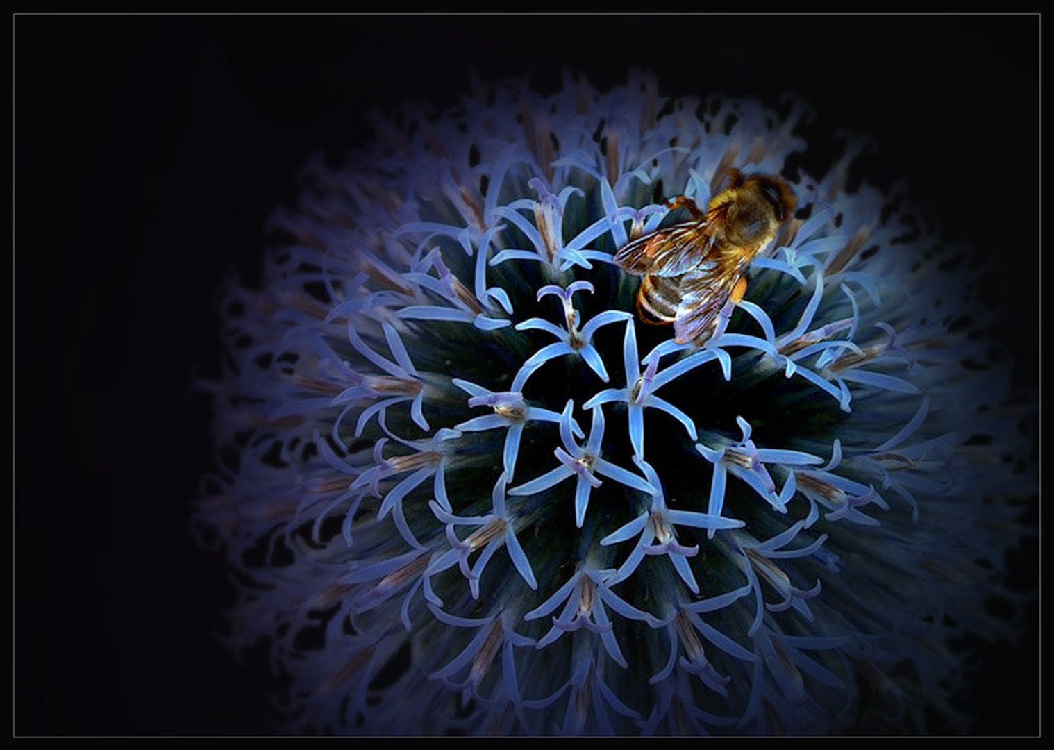 Honey way by