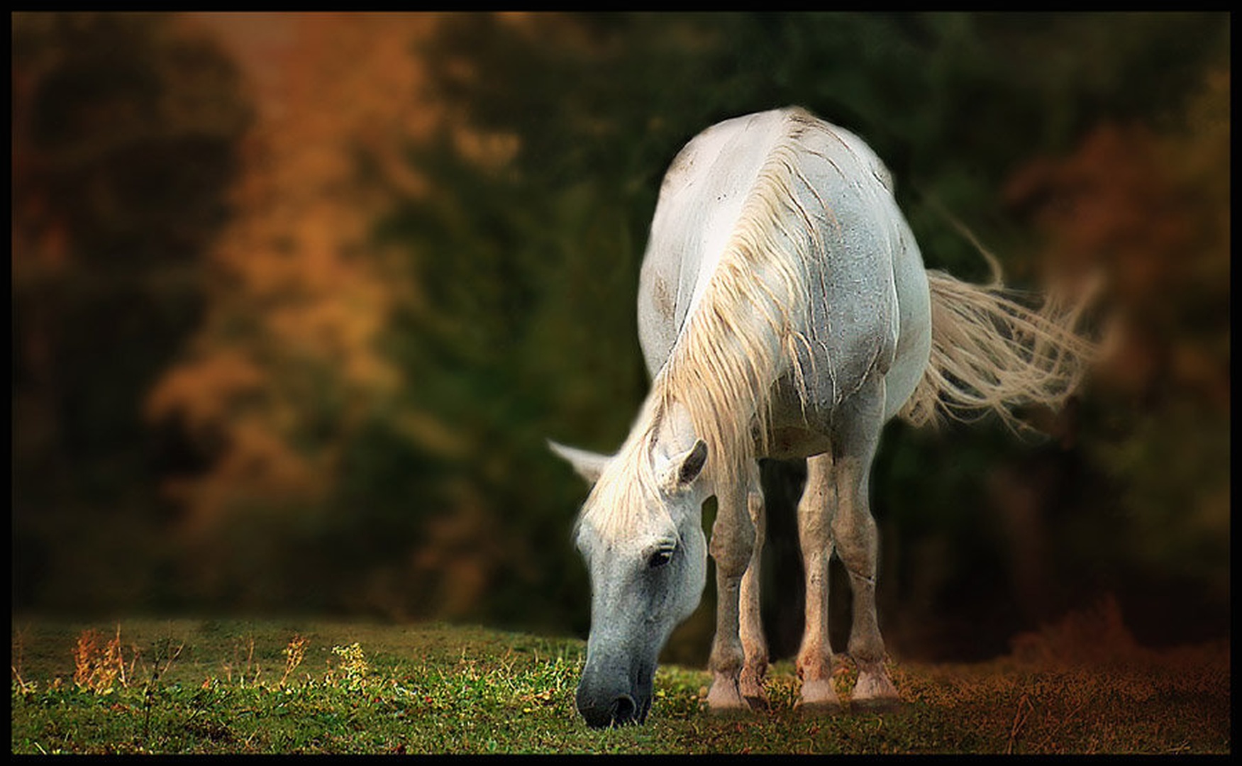 Poslednje bilke. . . by