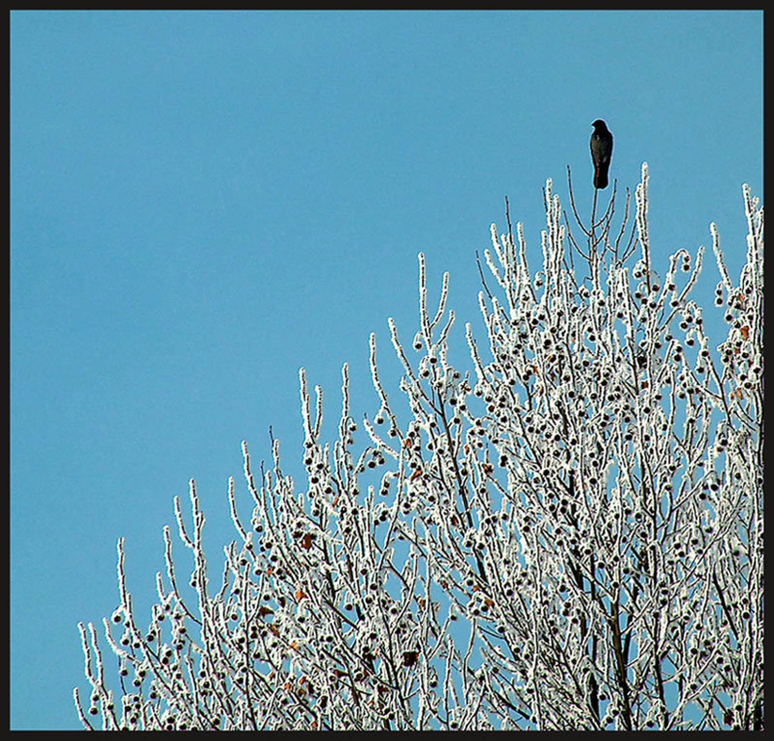 Observer by
