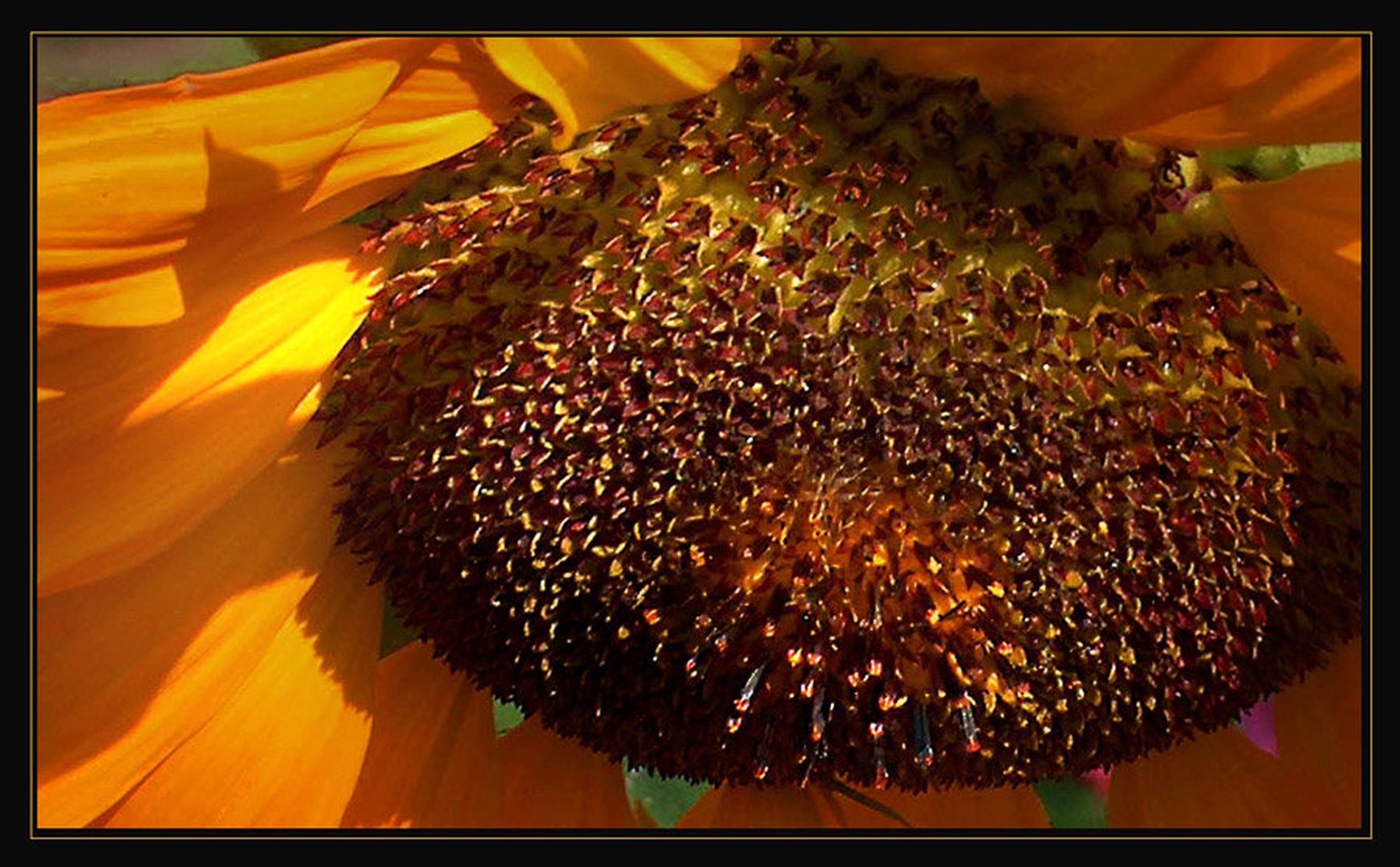 Sunflower by