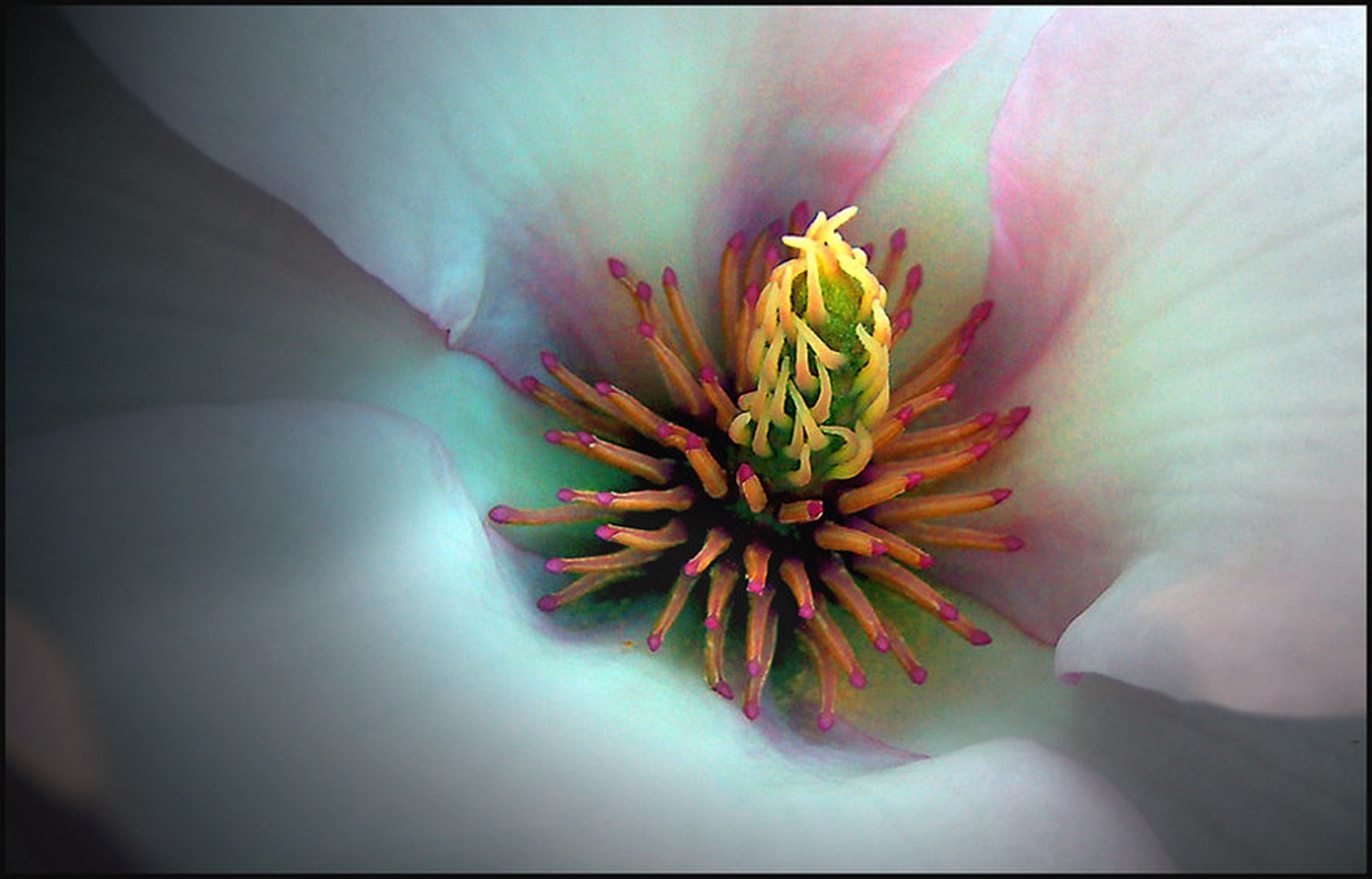 Magnolija by