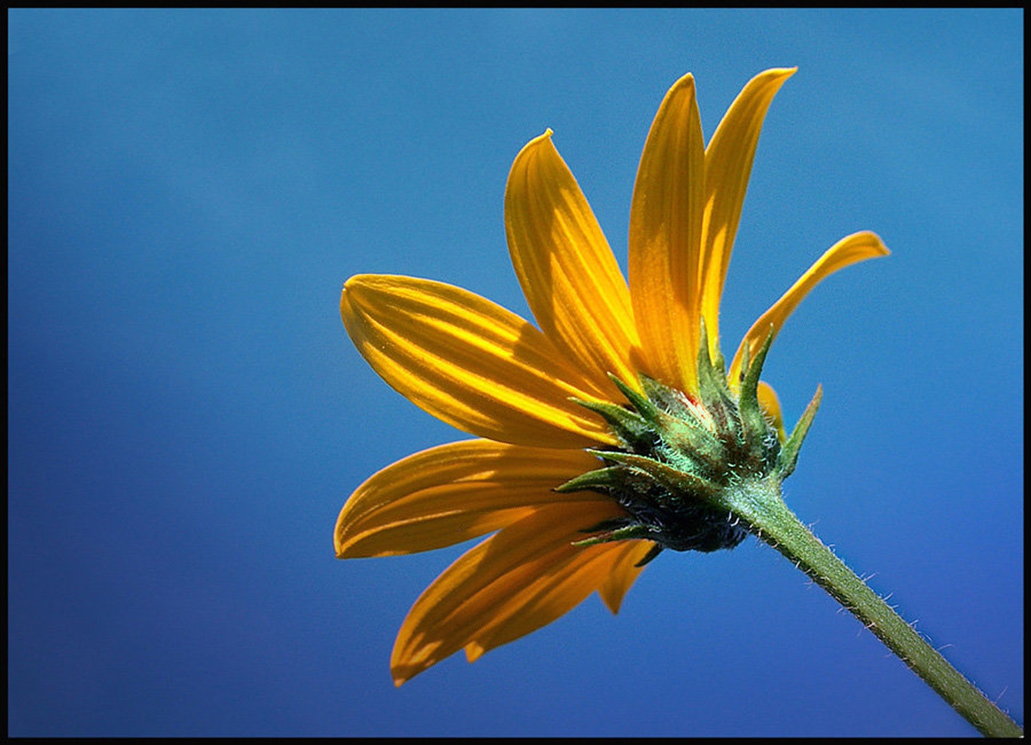 Yellow flower by