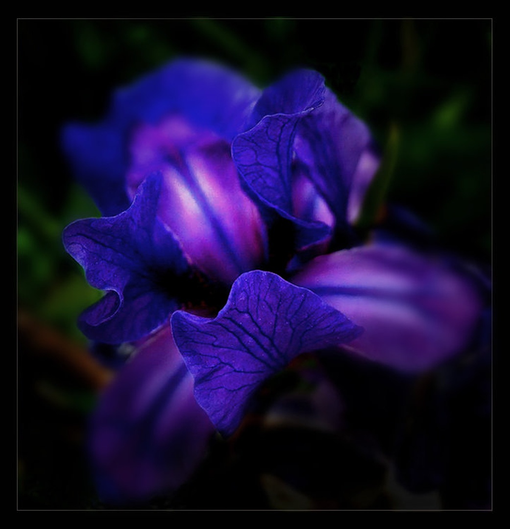Iris by