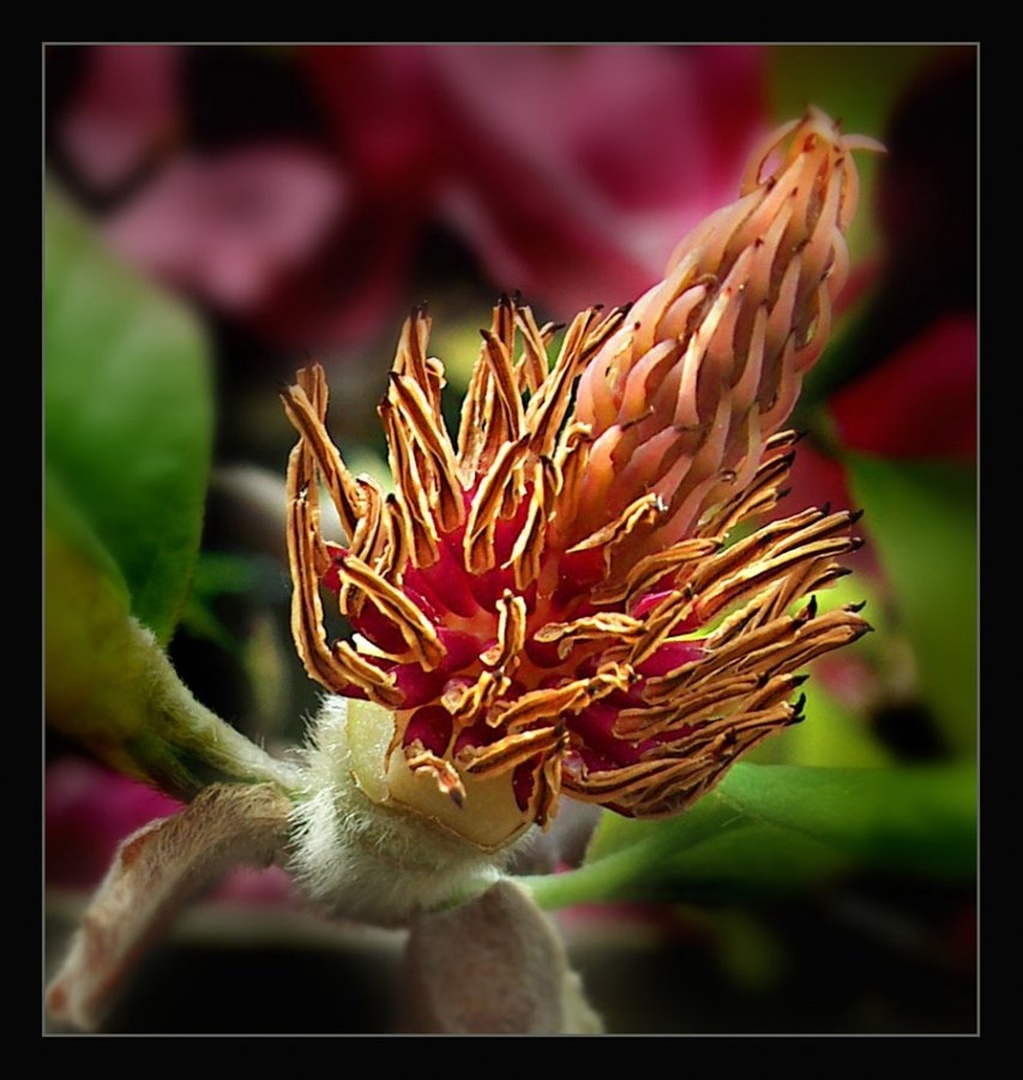 Magnolija by