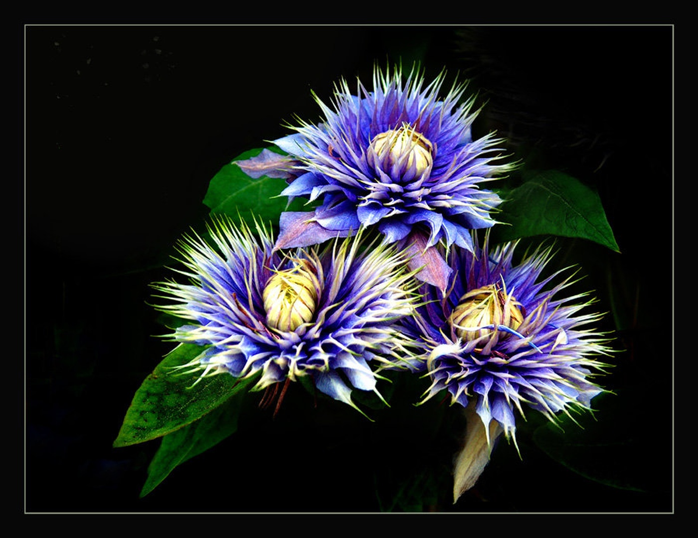 In blue by