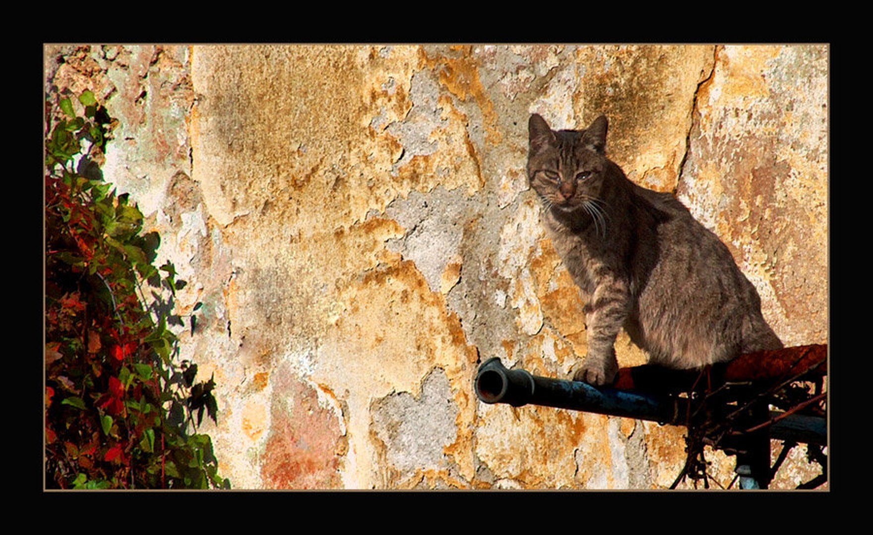 Observer by
