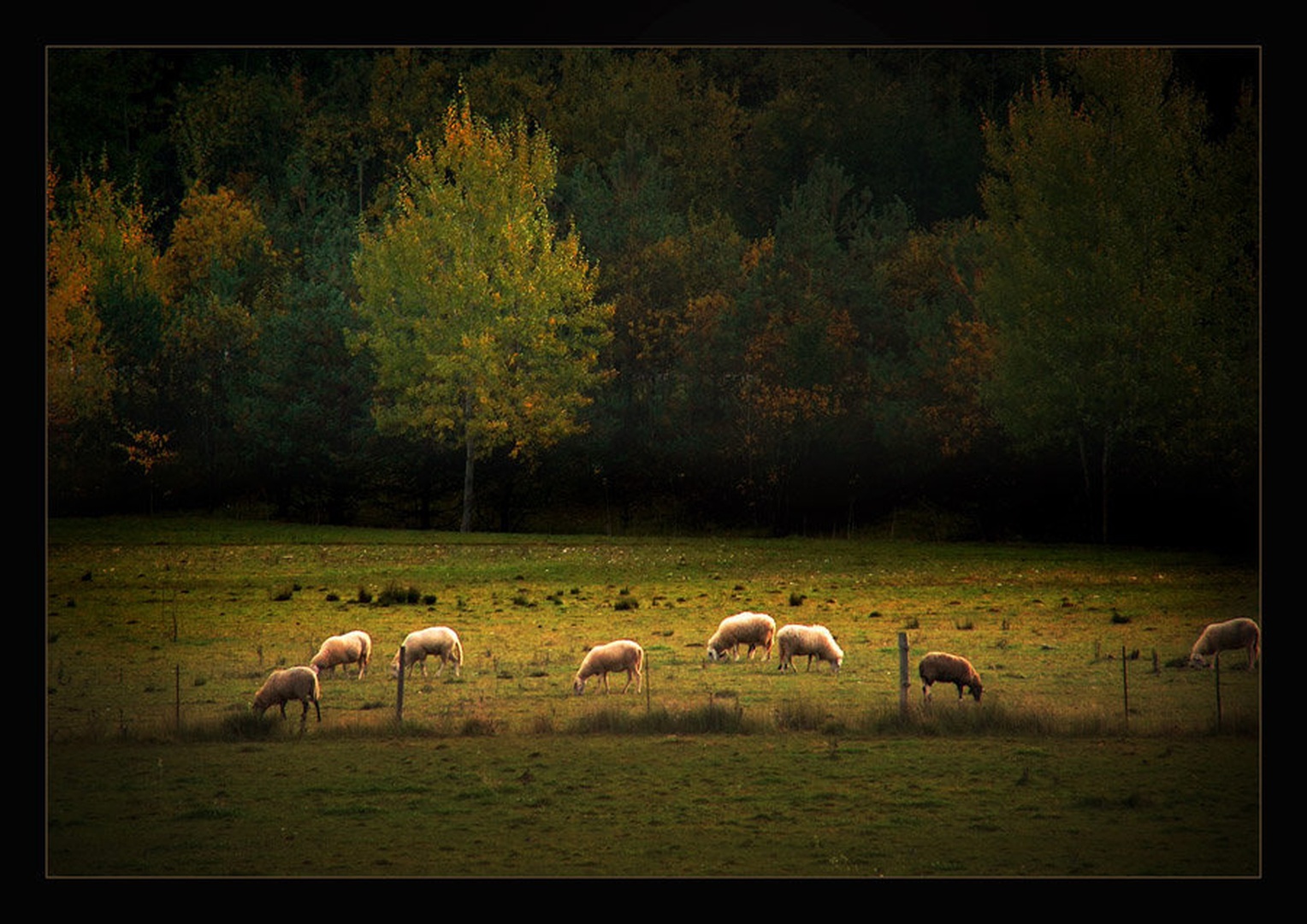 Ovčke by
