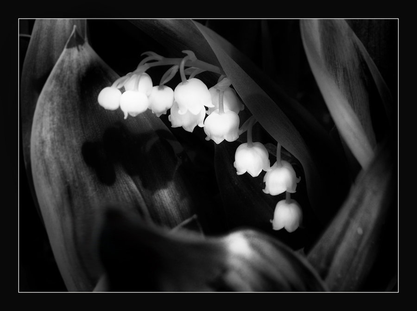 Senca by