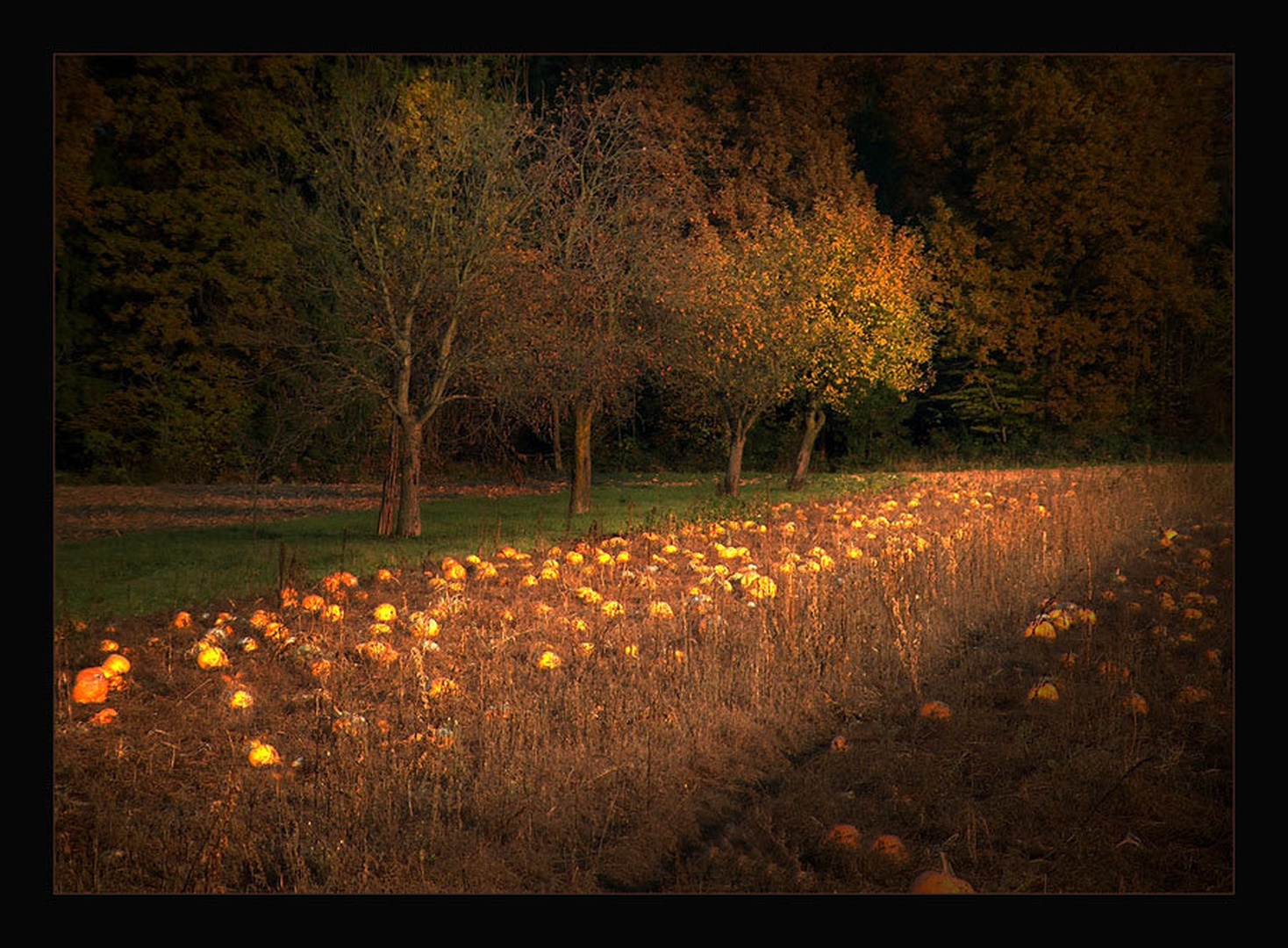 HALLOWEEN by