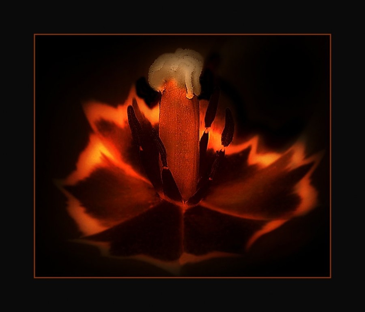 tulipan by