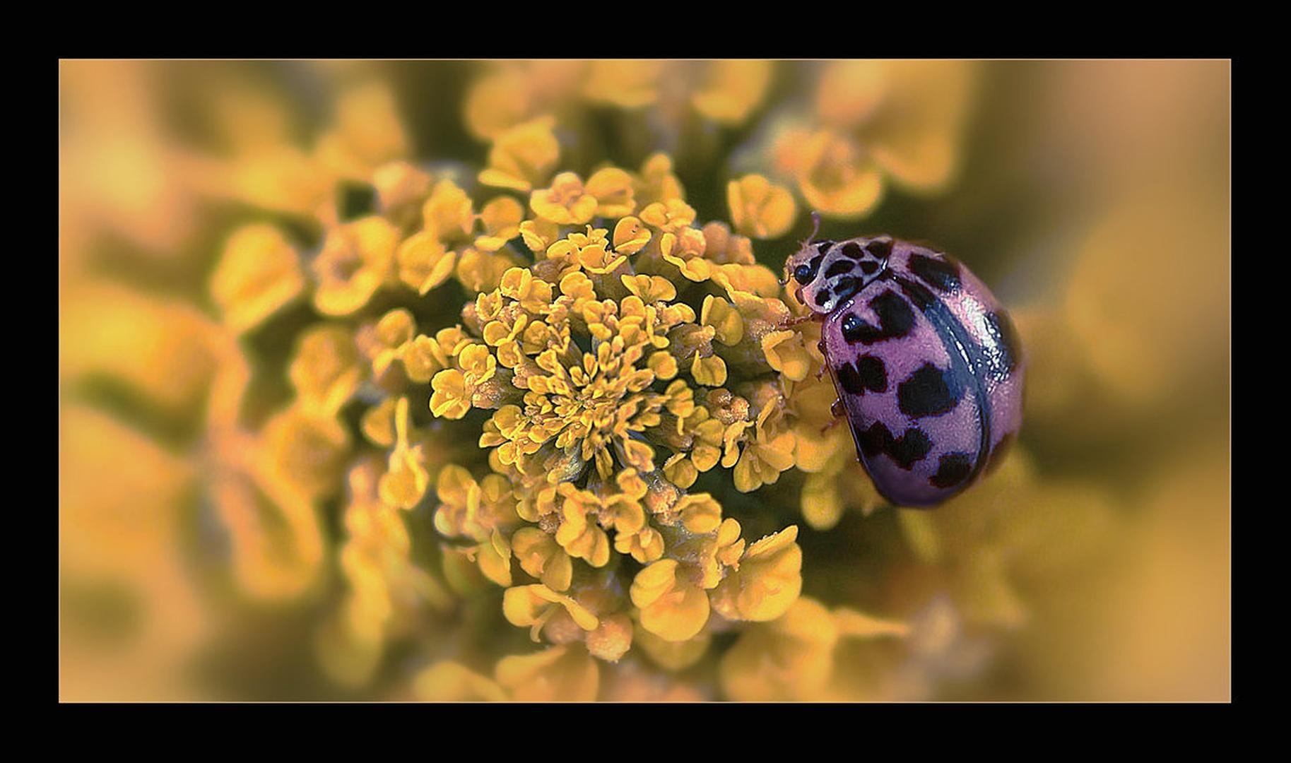 pinky by