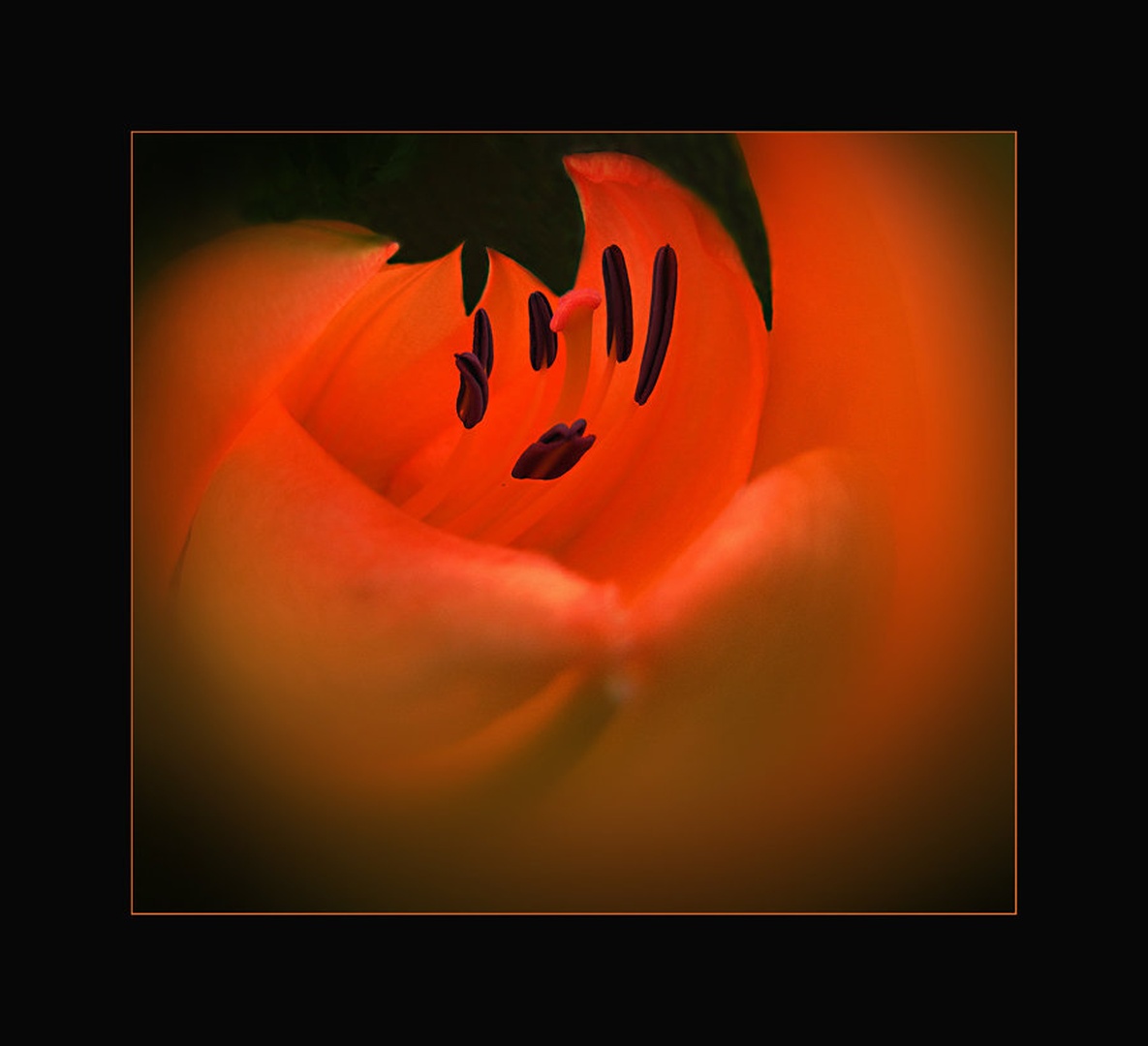 cvet by