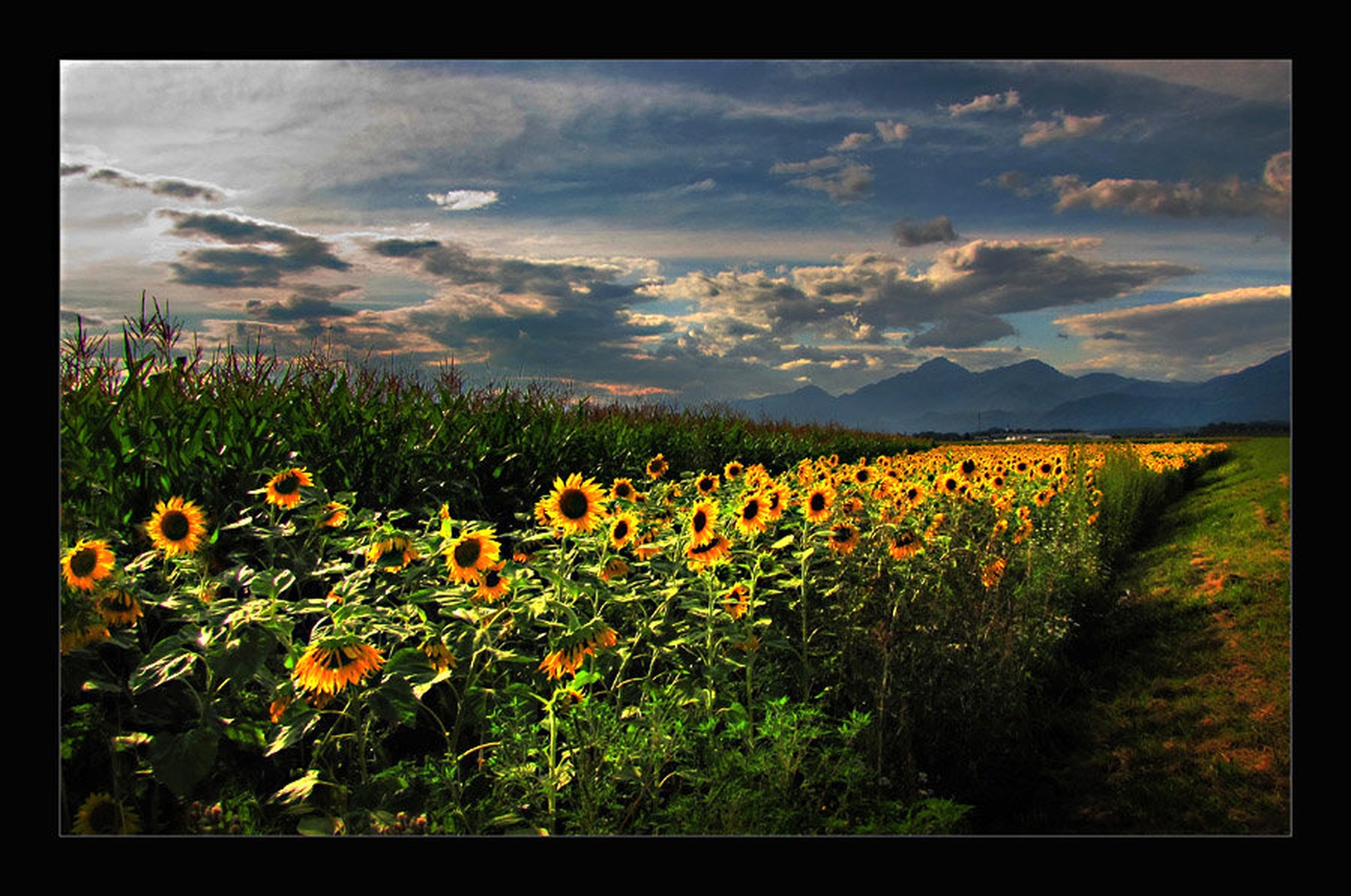 polje sončnic by