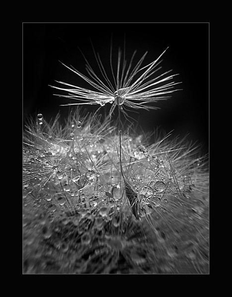 odhajajoč. . . . by nata-G