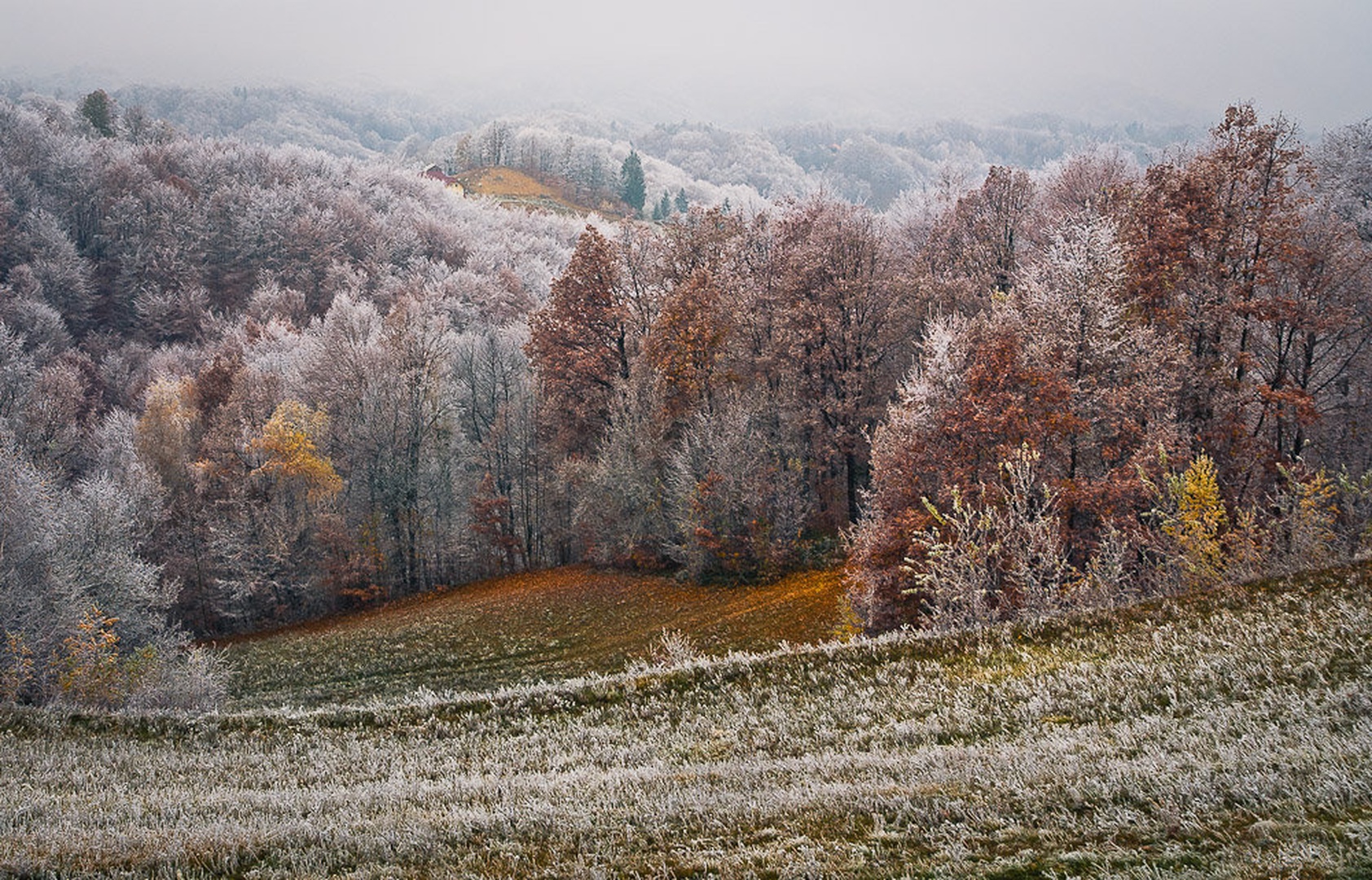 V objemu ivja by brane košak